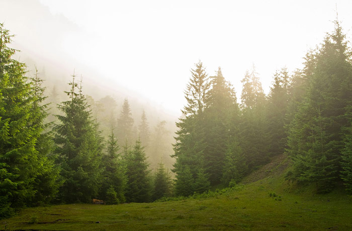 Tree Maintenance Services