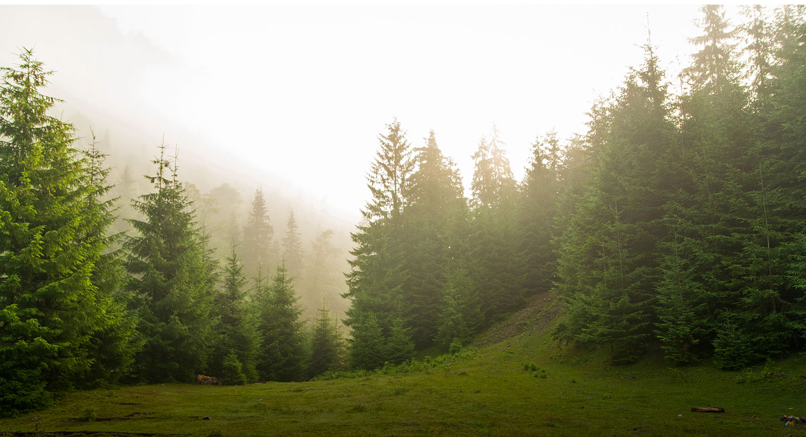 Tree Maintenance Services