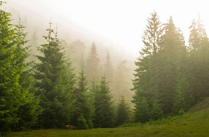 Tree Maintenance Services