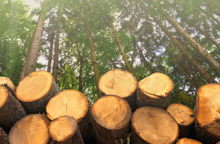 Tree Maintenance Services