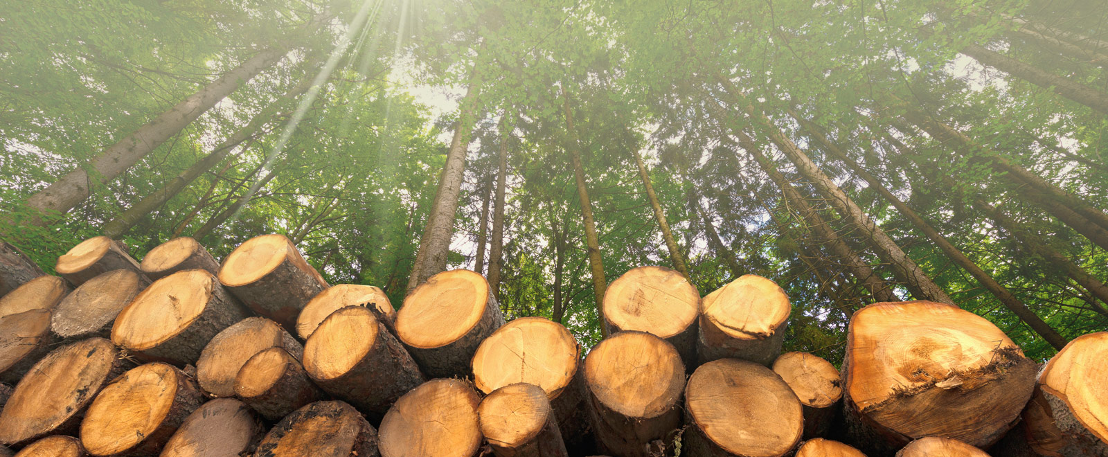 Tree Maintenance Services