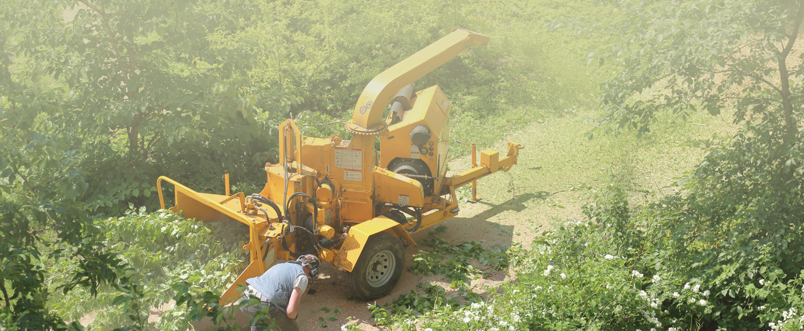 Tree Maintenance Services