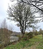 Small Sycamore over summer house