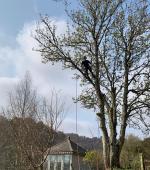 Small Sycamore over summer house