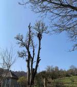 Small Sycamore over summer house