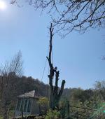 Small Sycamore over summer house
