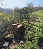 Small Sycamore over summer house