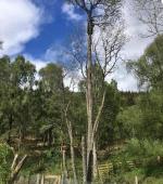 Removal of Dead Alder Tree