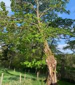 Severely split mature Maple