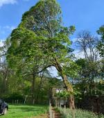 Severely split mature Maple