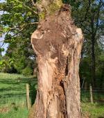 Severely split mature Maple
