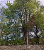 Severely split mature Maple