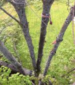 Severely split mature Maple