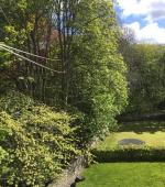 Severely split mature Maple