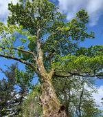 Severely split mature Maple