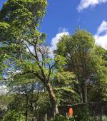 Severely split mature Maple