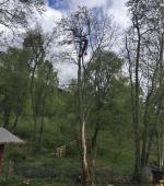 Removal of Dead Alder Tree