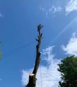 Severely split mature Maple