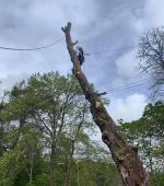 Severely split mature Maple