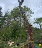 Severely split mature Maple