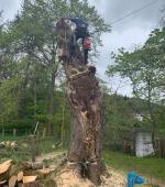 Severely split mature Maple