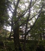 Monster leaning Ash rig