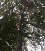 Monster leaning Ash rig