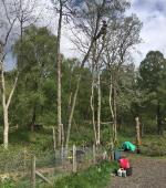 Removal of Dead Alder Tree