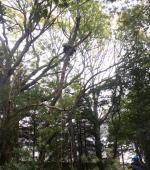 Monster leaning Ash rig