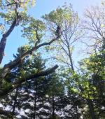 Monster leaning Ash rig