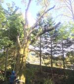 Monster leaning Ash rig