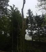 Monster leaning Ash rig