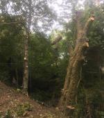 Monster leaning Ash rig