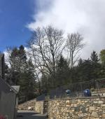 Large Ash trees topped and thinned for sun light.