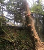 Monster leaning Ash rig