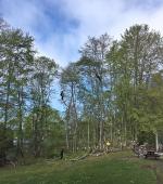 Overgrown beech hedge removal