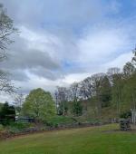 Overgrown beech hedge removal